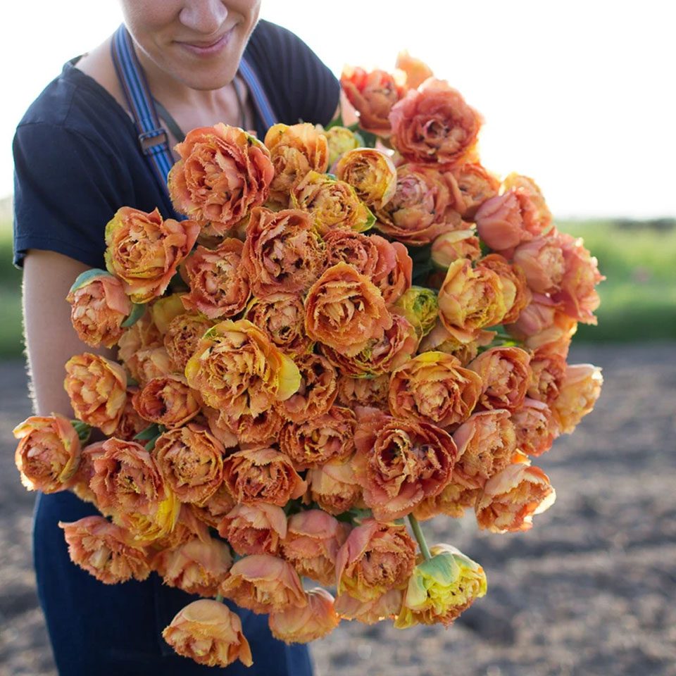 tulp2 sensual